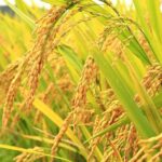 Alat pemotong padi mesin rumput
