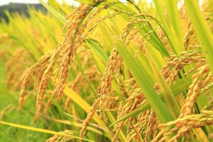 Alat pemotong padi mesin rumput