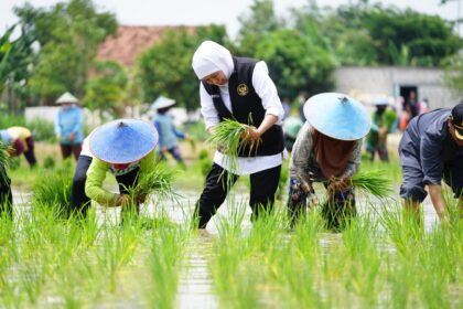 Alat pemotong padi jaman dulu