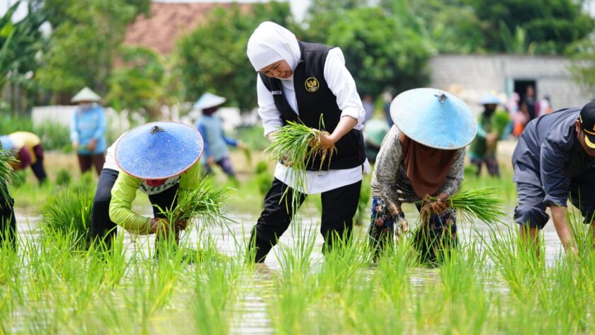 Alat pemotong padi jaman dulu