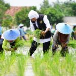 Alat perontok padi sederhana