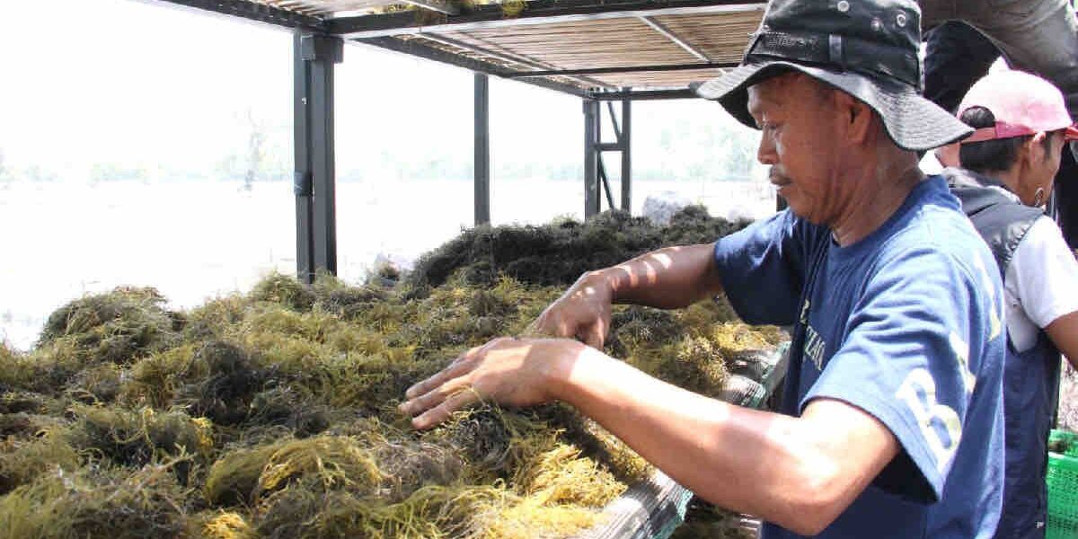 Teknik Pengeringan Rumput Laut untuk Hasil Maksimal
