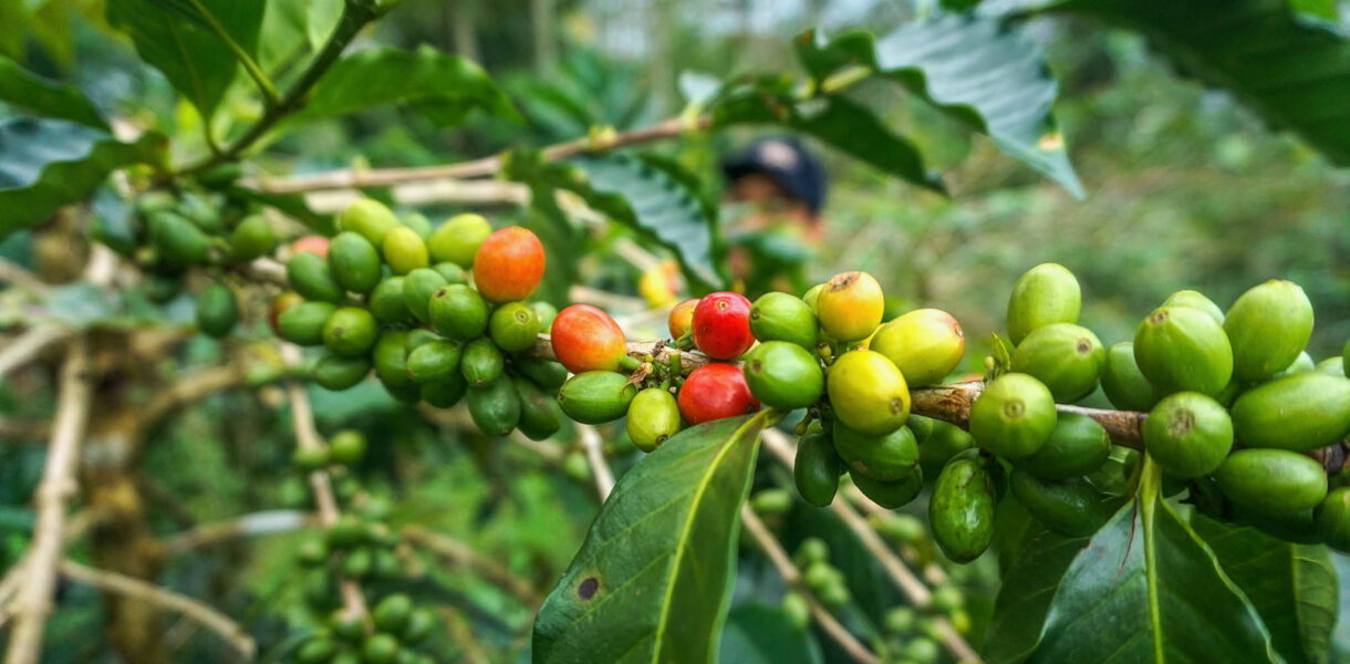 Jenis Buah Kopi di Indonesia