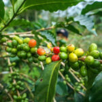 Jenis Buah Kopi di Indonesia