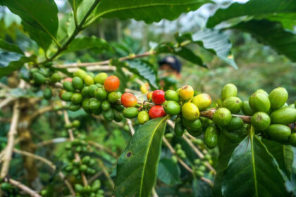 Jenis Buah Kopi di Indonesia