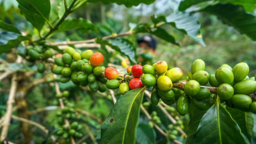 Jenis Buah Kopi di Indonesia