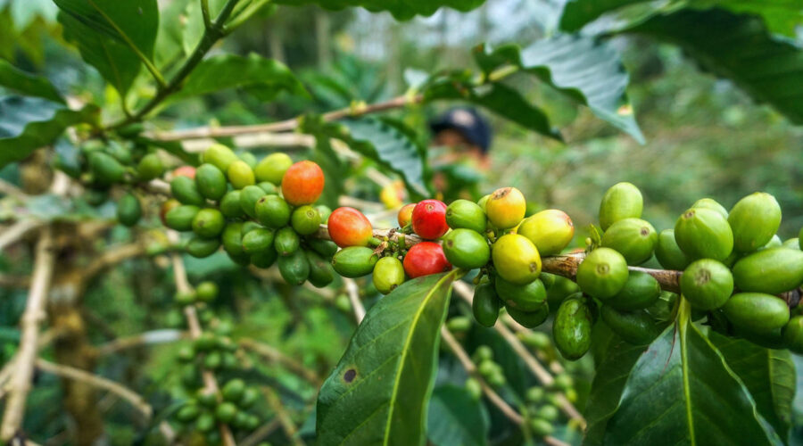 Jenis Buah Kopi di Indonesia