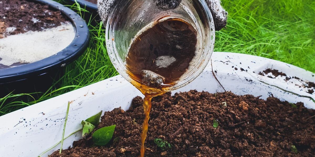 Cara Bikin Pupuk dari Buah Kopi