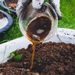 Cara Bikin Pupuk dari Buah Kopi