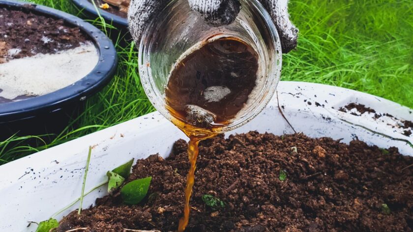 Cara Bikin Pupuk dari Buah Kopi