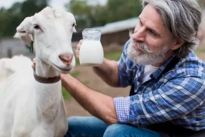 panduan panen susu kambing