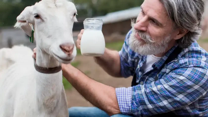 panduan panen susu kambing