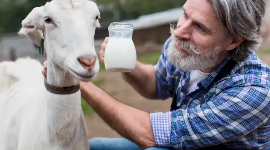 panduan panen susu kambing
