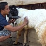 cara memandikan kambing dengan benar