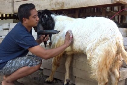 cara memandikan kambing dengan benar