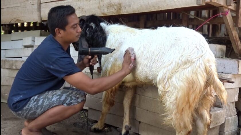 cara memandikan kambing dengan benar
