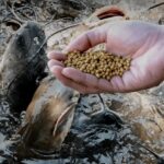 tips pemberian pakan lele kecil