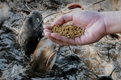 tips pemberian pakan lele kecil