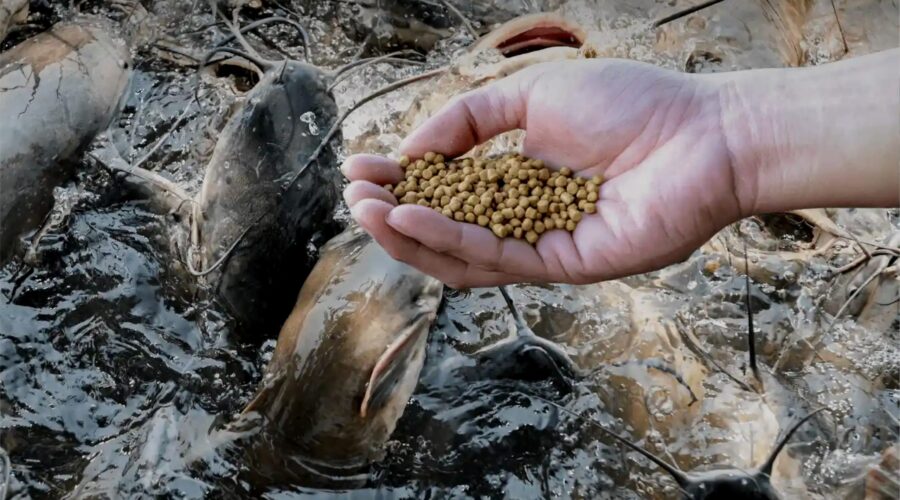 tips pemberian pakan lele kecil