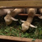 Pakan Ternak Domba agar Cepat Gemuk