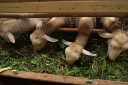 Pakan Ternak Domba agar Cepat Gemuk