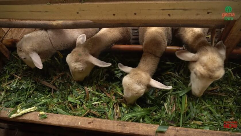 Pakan Ternak Domba agar Cepat Gemuk