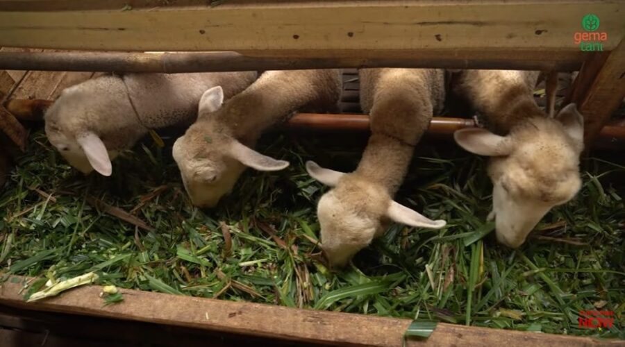 Pakan Ternak Domba agar Cepat Gemuk