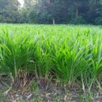 pakan hijau alternatif kemarau