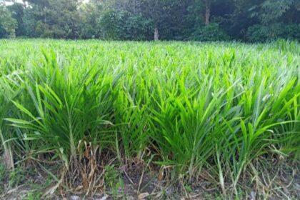 pakan hijau alternatif kemarau