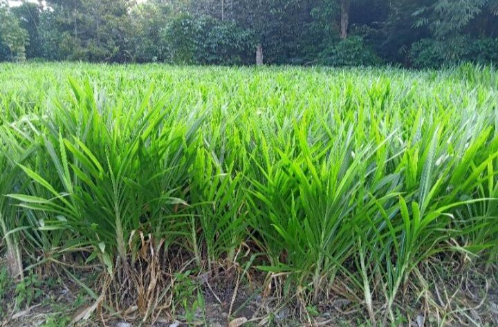 pakan hijau alternatif kemarau