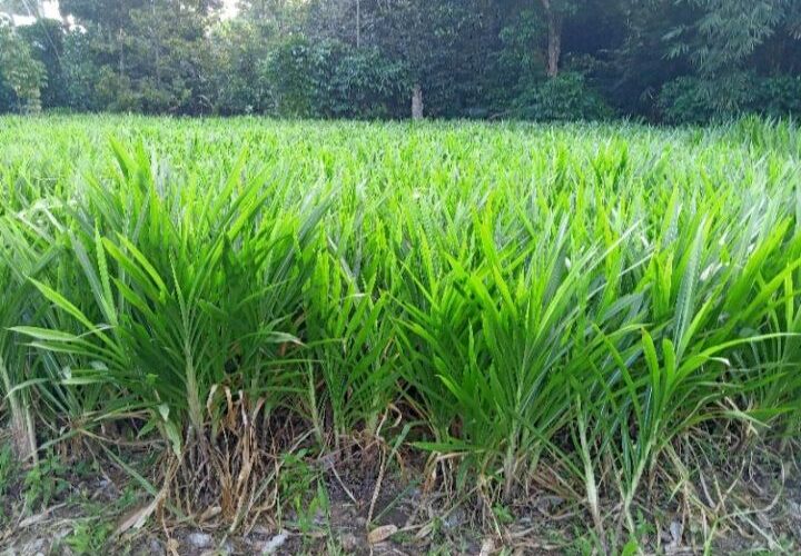 pakan hijau alternatif kemarau