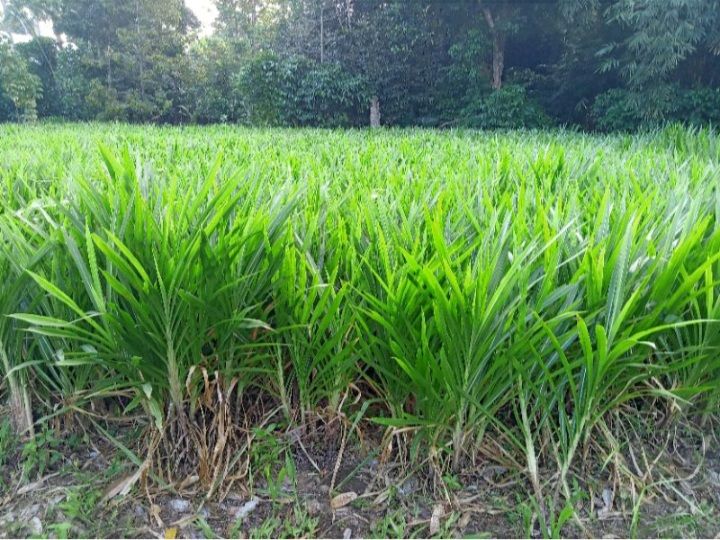 pakan hijau alternatif kemarau