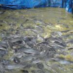 pakan lele benih untuk kolam terpal