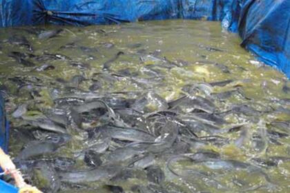 pakan lele benih untuk kolam terpal