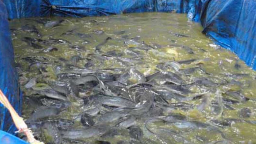 pakan lele benih untuk kolam terpal