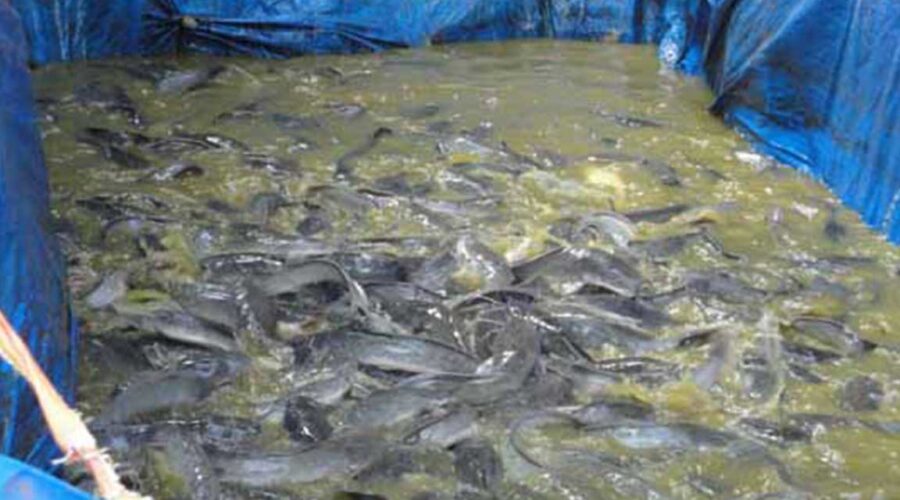 pakan lele benih untuk kolam terpal