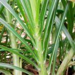 hijauan budidaya mudah tumbuh