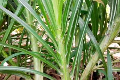 hijauan budidaya mudah tumbuh