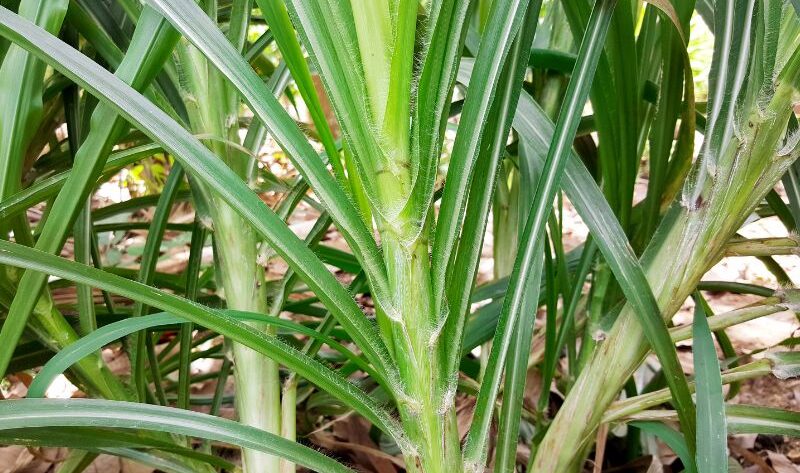 hijauan budidaya mudah tumbuh