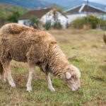 pakan domba penggemukan