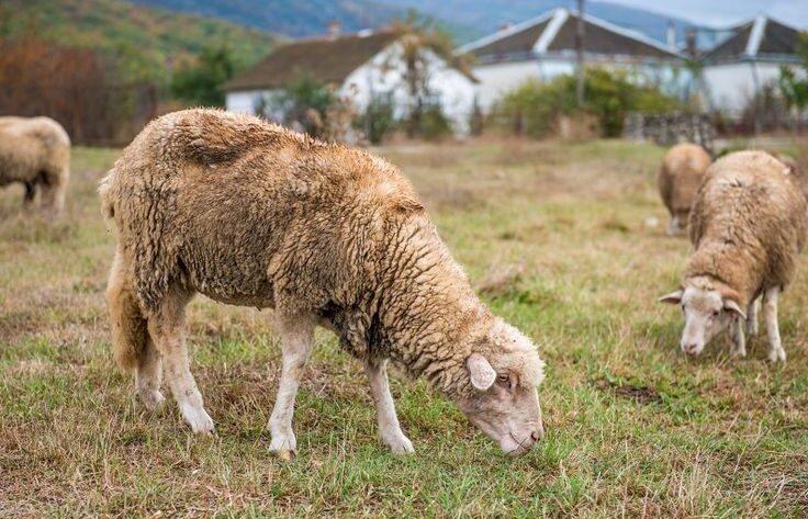 pakan domba penggemukan
