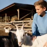 teknik memelihara kambing