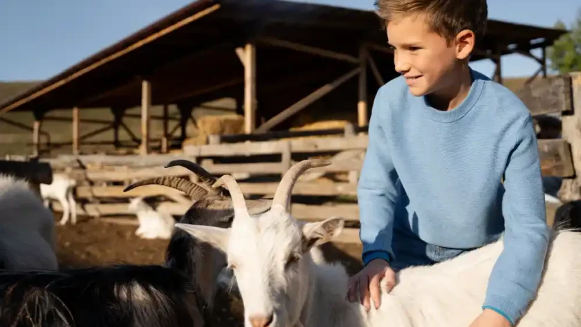 teknik memelihara kambing