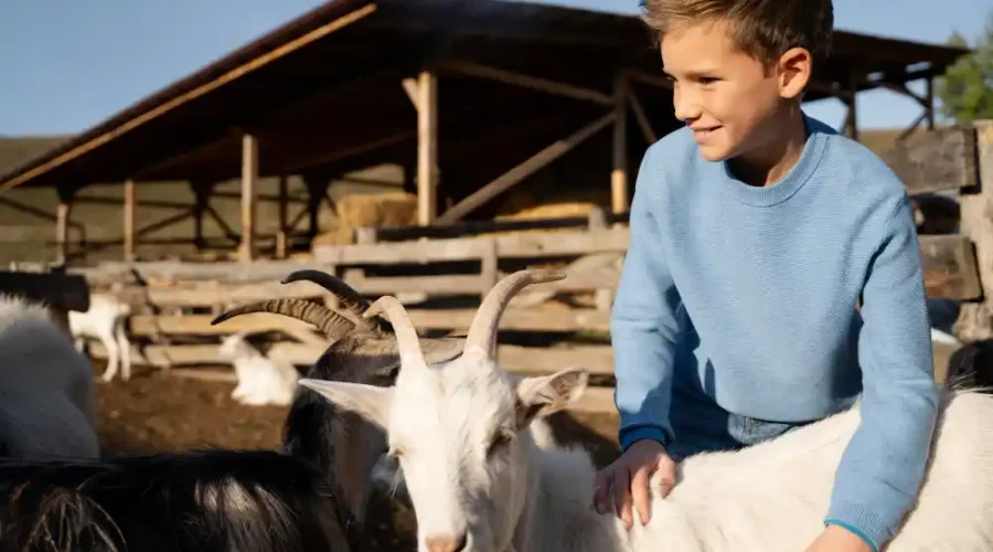 teknik memelihara kambing