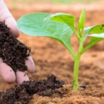 Sabut kelapa sebagai bahan pendukung pertanian