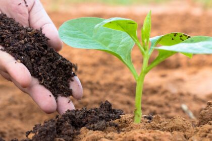 Sabut kelapa sebagai bahan pendukung pertanian