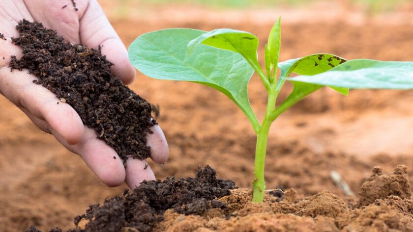 Sabut kelapa sebagai bahan pendukung pertanian