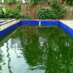 menjaga kolam lele bersih