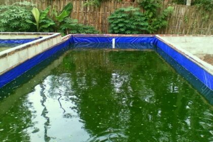 menjaga kolam lele bersih