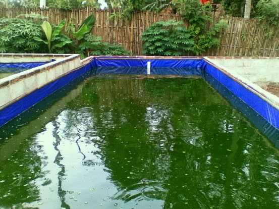 menjaga kolam lele bersih